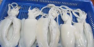 Frozen Cuttlefish