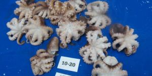 Frozen Octopus Whole