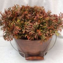 Flower Vases and Planters