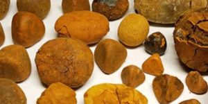 Ox Gallstones Cattle Gallstones Cow Gallstones