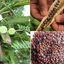 White Babool Leucaena Lead Tree Seeds
