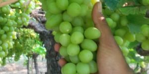 Fresh Grapes