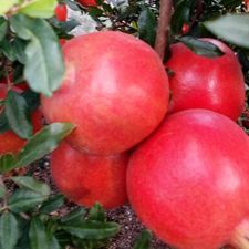 Fresh Pomegranates