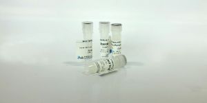 Anti--Actin antibody