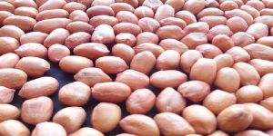 Groundnut Kernel