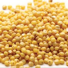 Yellow Sorghum