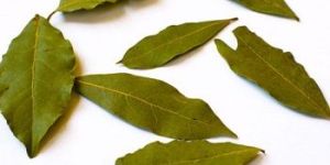 Bay Leaf