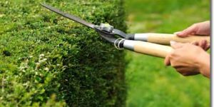 Maintenance of Garden Works