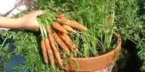 Plant Rental Services