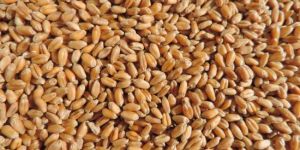 Wheat Seeds