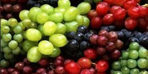 Fresh Grapes