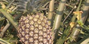 Fresh Pineapple