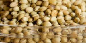 Coriander