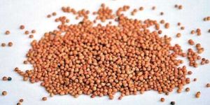 Mustard Seeds