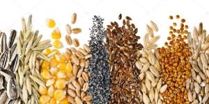 Food Grains