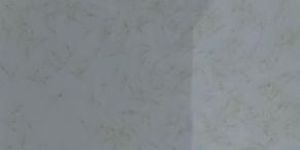 Vannamei Shrimp Seed