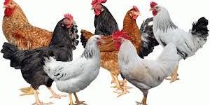 Gavran Poultry Chicks