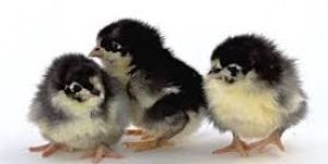 Sahyadri Poultry Chicks