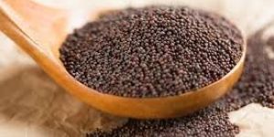 Mustard Seeds