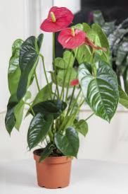 Anthurium Plants