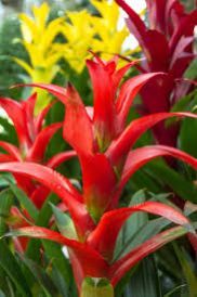 Bromeliad Plants