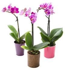 Orchid Plants