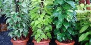 Outdoor Ornamental Plants