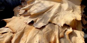 Raw Animal Leather