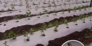 Compostale Mulch Films