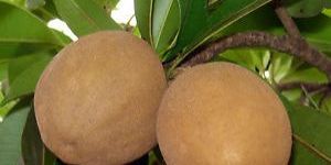 Chikoo Fruit