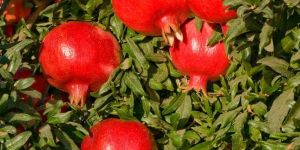 Pomegranate