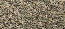 Carom Seeds