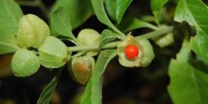 Ashwagandha Extract