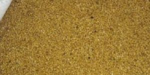 Foxtail Millet Seeds