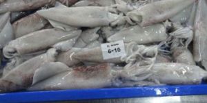 Squid Whole