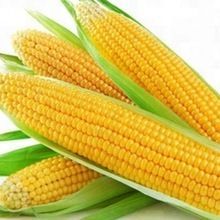 Sweet Corn