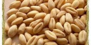 Organic Soft Wheat Grain