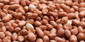 Peanuts Seeds