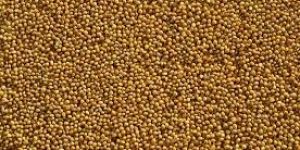Yellow Millet