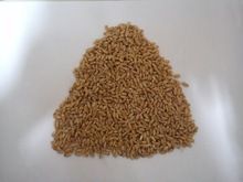 Wheat Grain