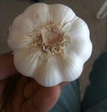 White Jinxiang Garlic