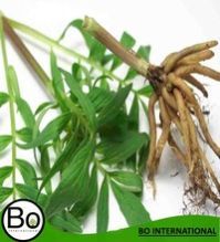 Valerian Root Oil