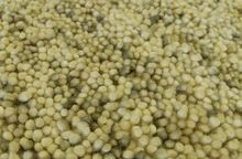 Wool Long Pile Shaggy Carpet