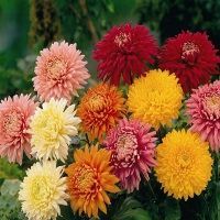 Fresh Cut Chrysanthemum Flower