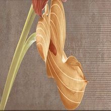 Top Quality Ceramic Wall Tiles