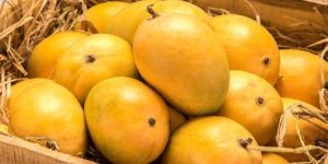 Alphonso Mangoes (Hapus)