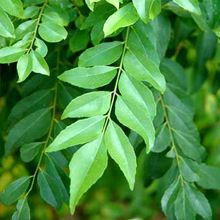 Organic Curry Leaves