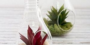 Glass Terrariums