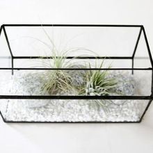 House Shape Terrarium