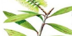 Niaouli Essential Oil